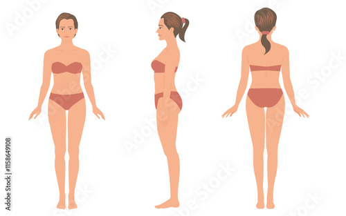 woman body anatomy, front, back, side view, illustration