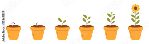 Stages of plant growth. Sunflower growth. Vector