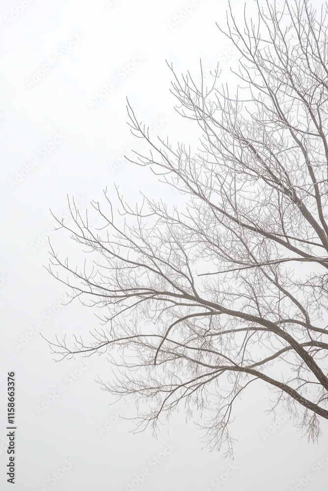 Soft, foggy sky with muted gray tones, creating a calm and mysterious background Soft, foggy sky with muted gray tones, creating a calm and mysterious background