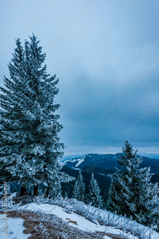 Fototapeta premium Landscapes - Forest - Europe, Romania, Suceava region 