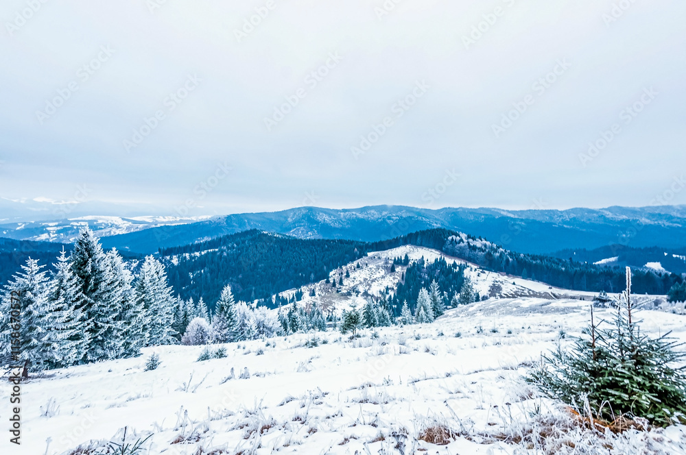 Landscapes - Forest - Europe, Romania, Suceava region  