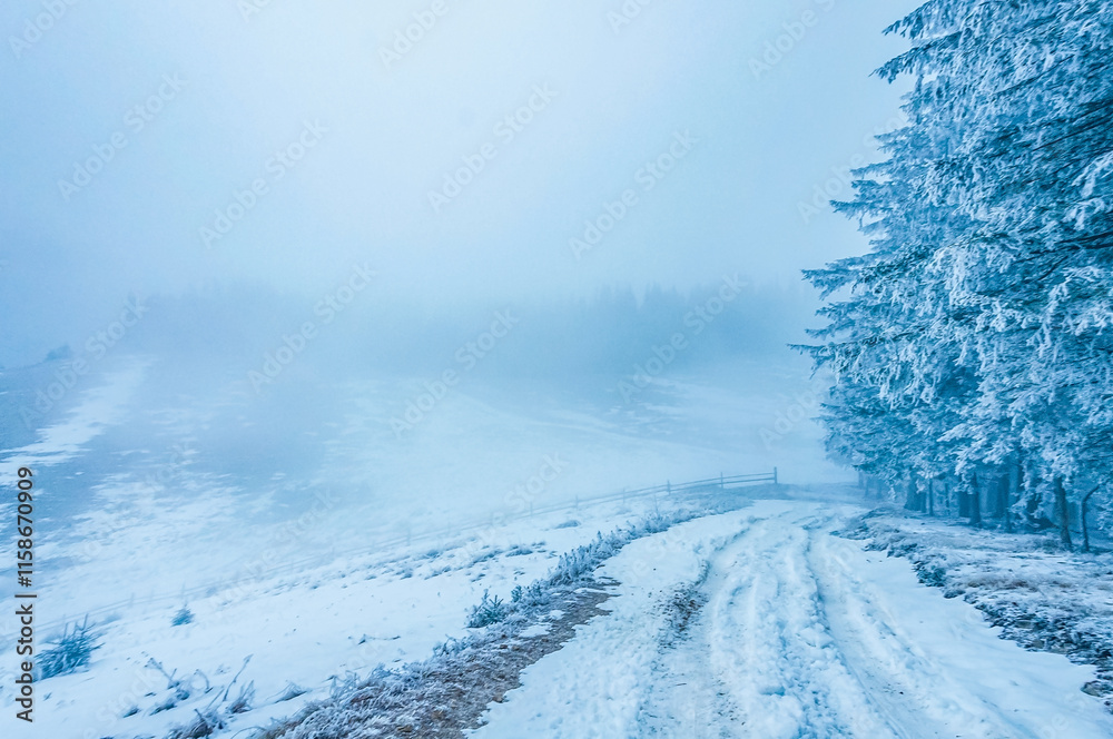 Obraz premium Landscapes - Forest - Europe, Romania, Suceava region 
