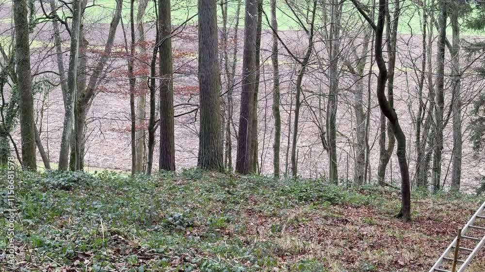 forest trees with agricultural fields in background forest trees with agricultural fields in background