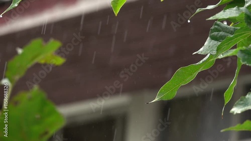 A leaf is falling from a tree in the rain. The rain is falling in a steady stream, and the leaf is being carried away by the wind