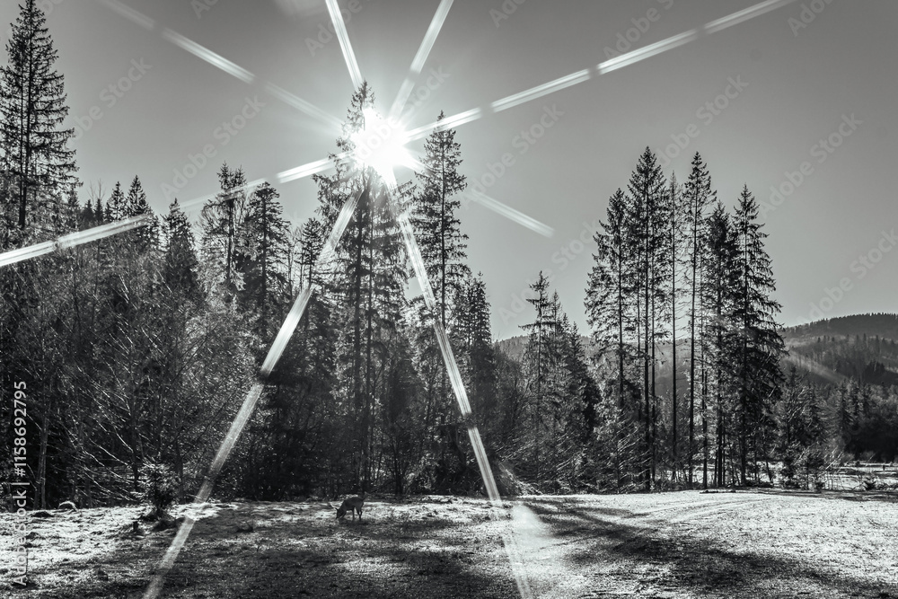 Fototapeta premium Landscapes - Forest - Europe, Romania, Suceava region