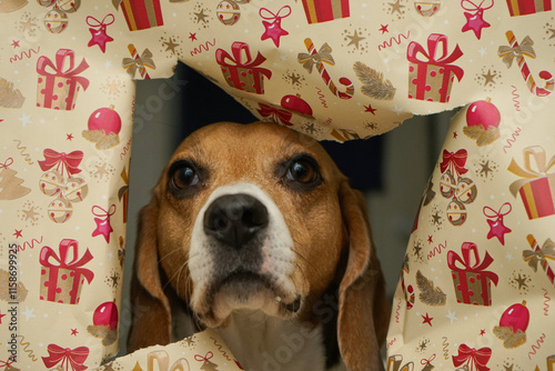 Beagle dog portrait on a Christmas themed wrapping paper background photo