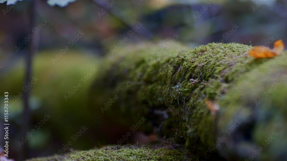 A close-up of a moss-covered, cracked log lying in the middle of the forest, with a focus shift A close-up of a moss-covered, cracked log lying in the middle of the forest, with a focus shift