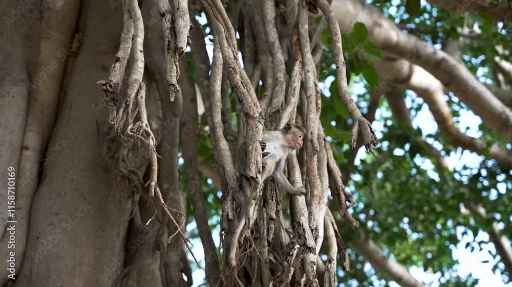 A young toque macaque playfully clinging to tree roots, showcasing natural wildlife behavior in a lush forest setting. A young toque macaque playfully clinging to tree roots, showcasing natural wildlife behavior in a lush forest setting.