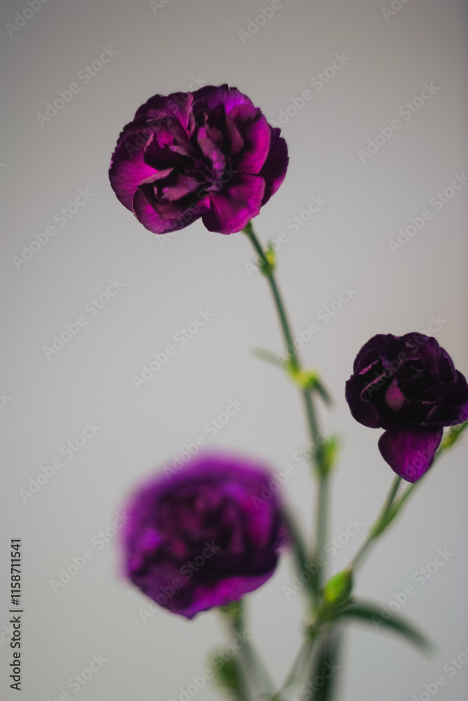 Three purple chrysanthemums close-up view Three purple chrysanthemums close-up view