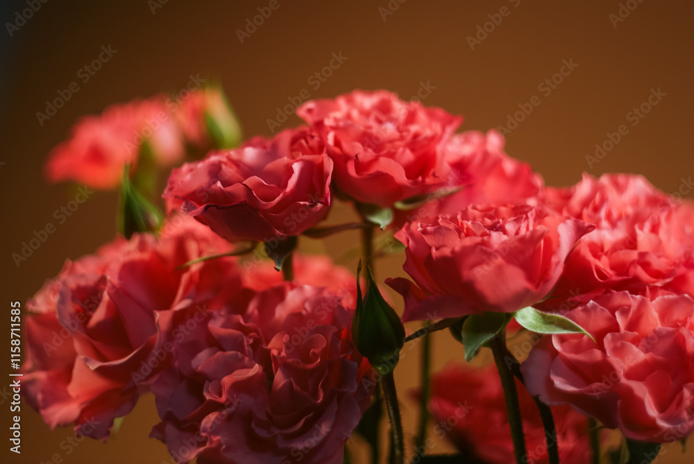 Bouquet of pink chrysanthemums on warm brown background Bouquet of pink chrysanthemums on warm brown background