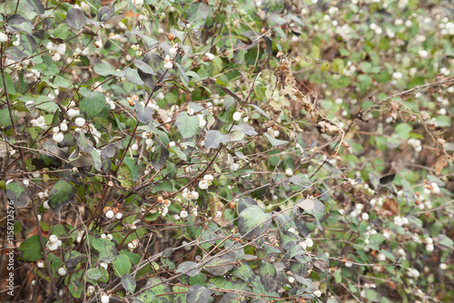 Wild outdoor snowberry plant shrub photo