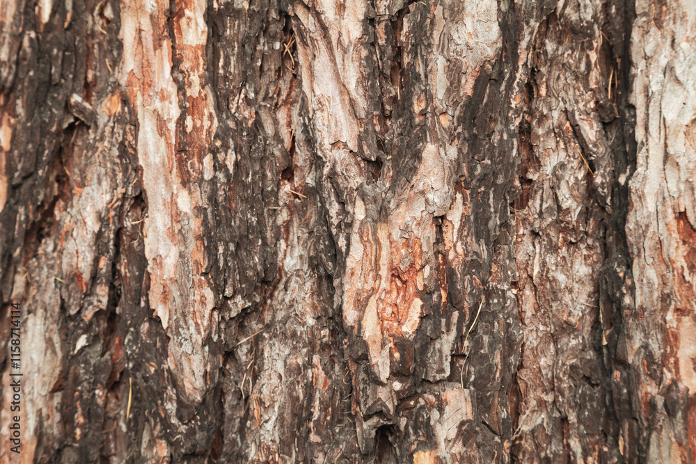 Obraz premium Autumnal pine tree bark close-up texture
