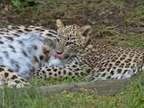 A Persian Leopard cub, Panthera pardus saxicolor, lies next to its mother and licks itself