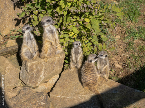 A female Meerkat, Suricata suricatta, stands by a pile of dirt with two cubs.