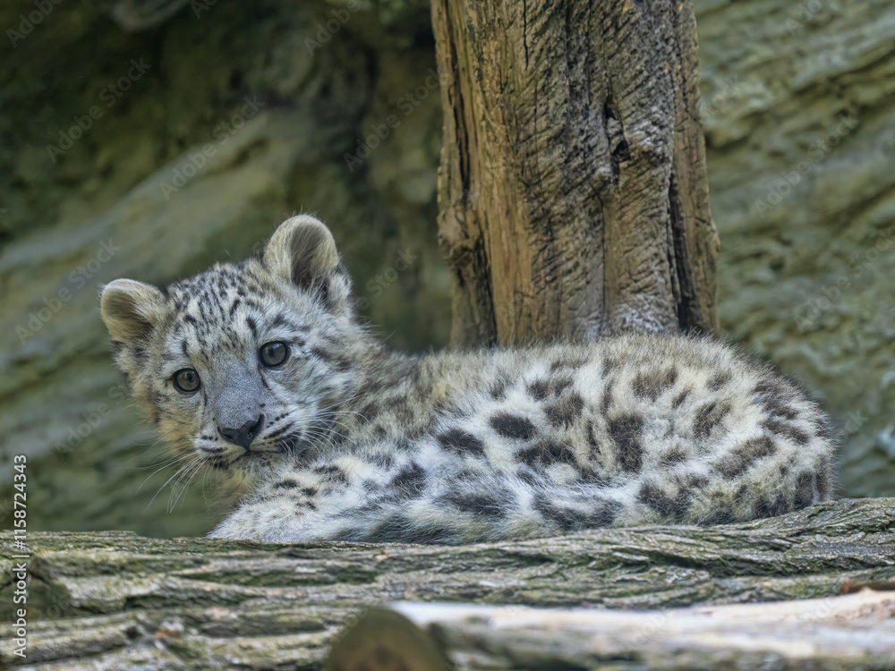 Cub Snow leopard, Panthera uncia, lies on a tree trunk and observes the surroundings