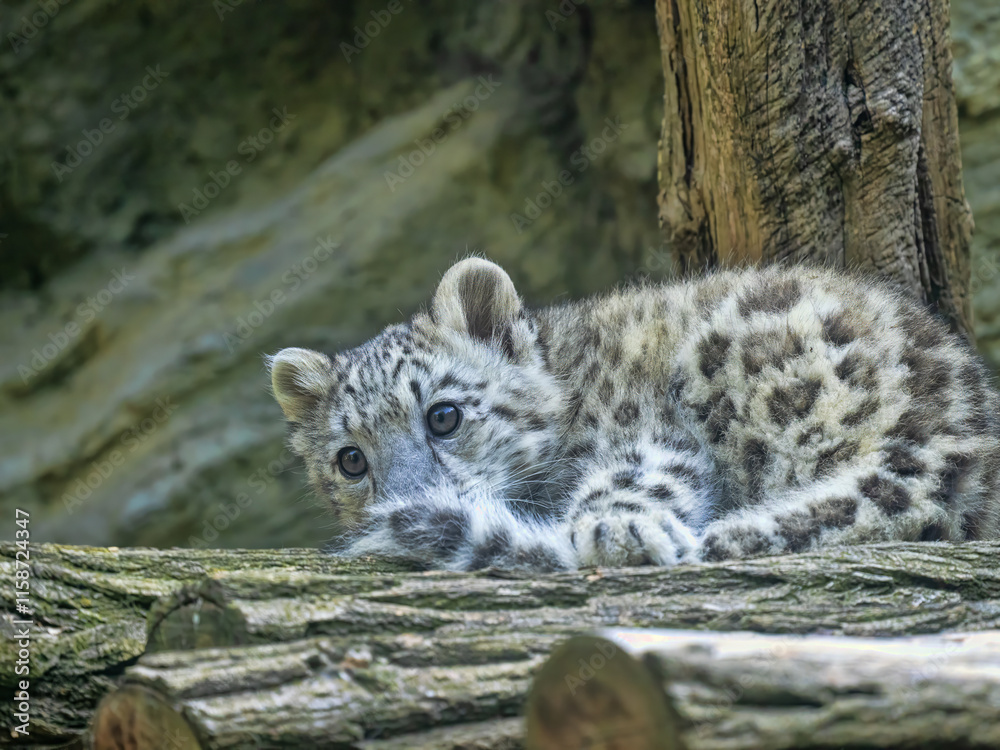 Cub Snow leopard, Panthera uncia, lies on a tree trunk and observes the surroundings