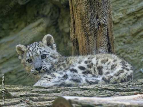 Obraz na płótnie Cub Snow leopard, Panthera uncia, lies on a tree trunk and observes the surroundings w salonie