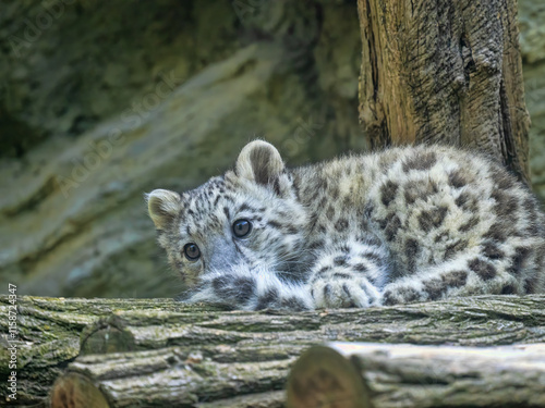 Cub Snow leopard, Panthera uncia, lies on a tree trunk and observes the surroundings