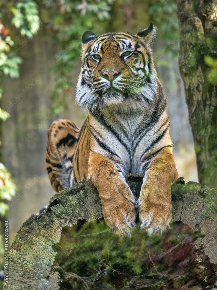 Female Sumatran Tiger, Panthera tigris sumatrae, lies on a tree trunk and observes the surroundings
