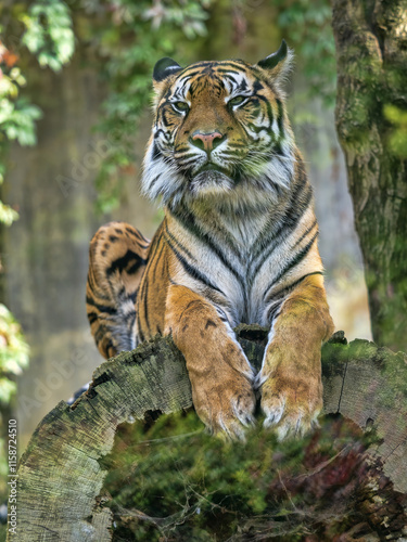 Obraz na płótnie Female Sumatran Tiger, Panthera tigris sumatrae, lies on a tree trunk and observes the surroundings w salonie
