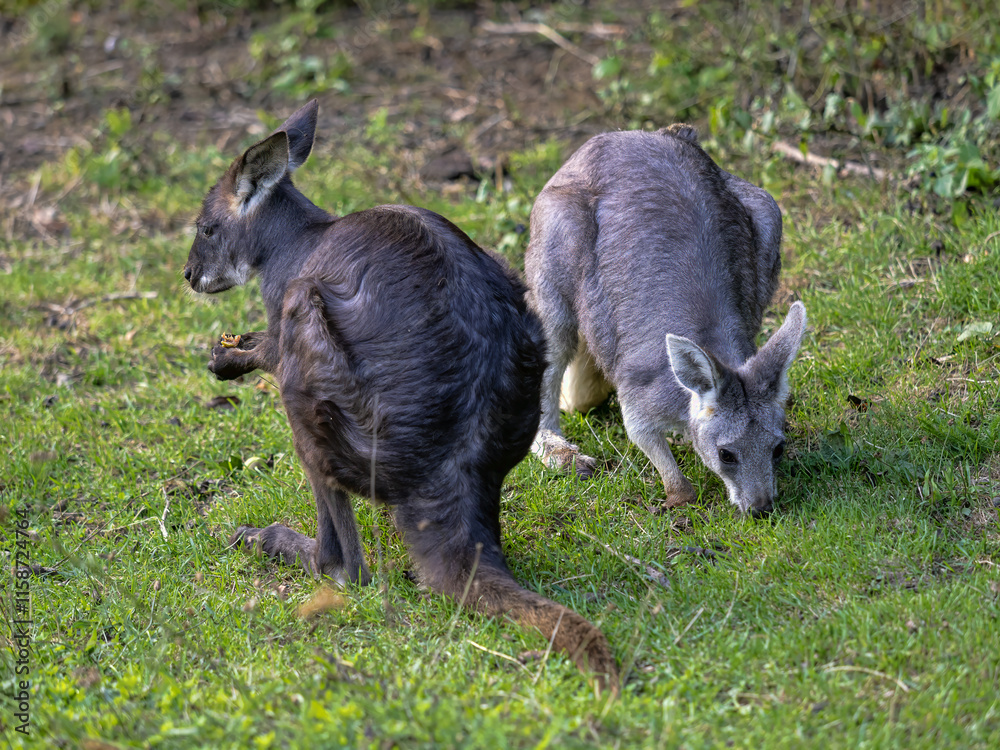 Two Common wallaroos, Macropus r. robustus, grazing on green grass.