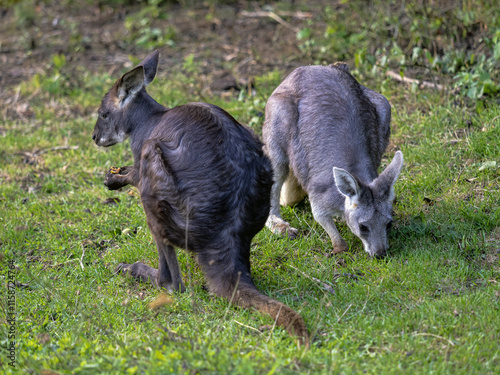 Obraz na płótnie Two Common wallaroos, Macropus r. robustus, grazing on green grass. w salonie