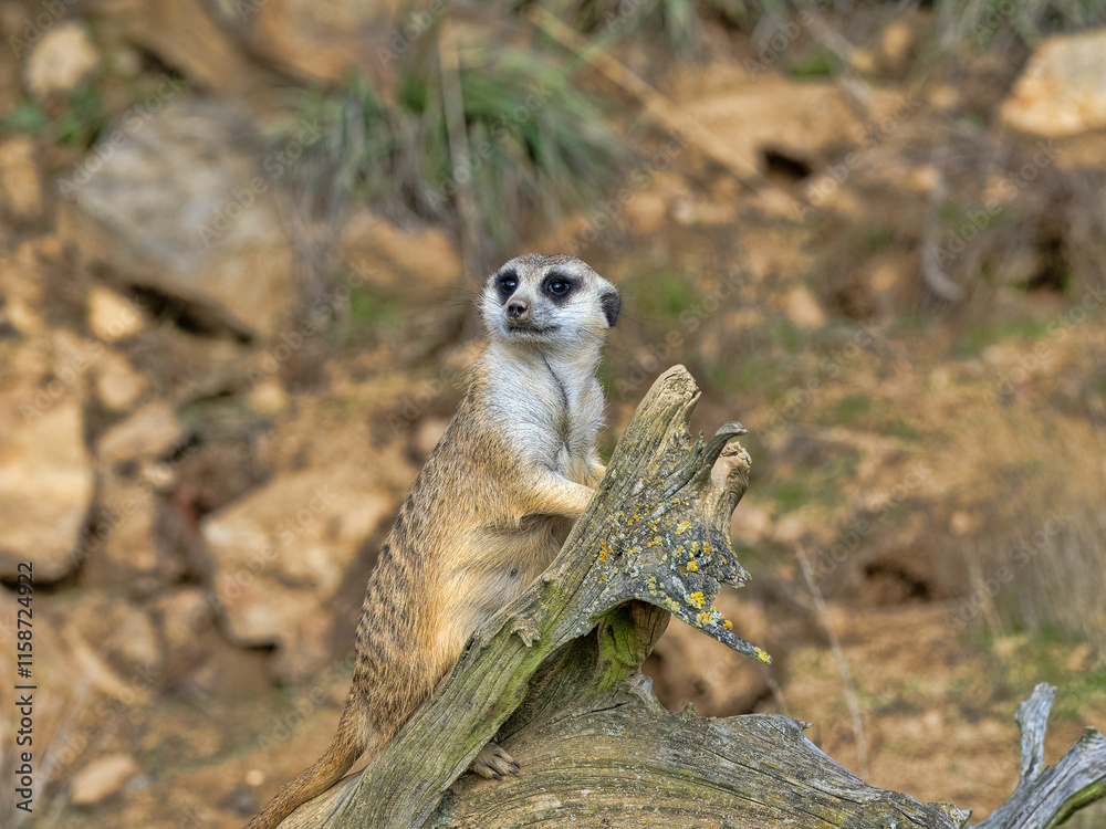 Meerkat, Suricata suricatta, standing on a trunk and observing the surroundings