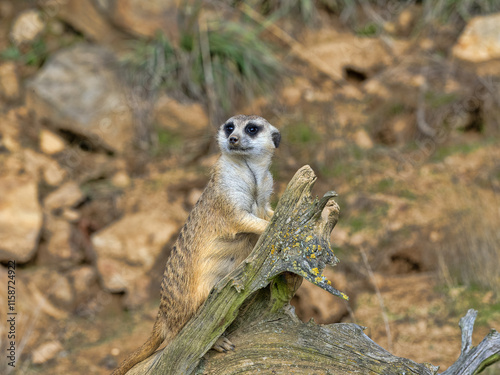 Obraz na płótnie Meerkat, Suricata suricatta, standing on a trunk and observing the surroundings w salonie