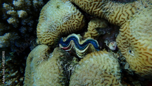 Lesser valley coral (Platygyra lamellina) and maxima clam (Tridacna maxima) undersea, Red Sea, Egypt, Sharm El Sheikh, Montazah Bay photo