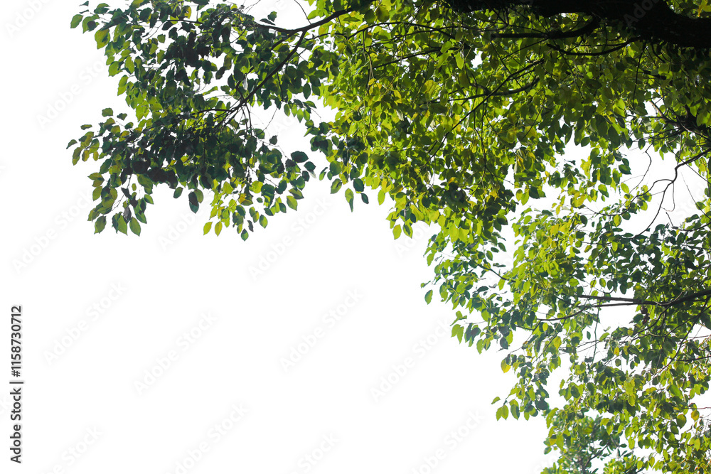 green tree with leaves branches isolated on white