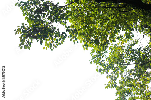 Fotografía green tree with leaves branches isolated on white