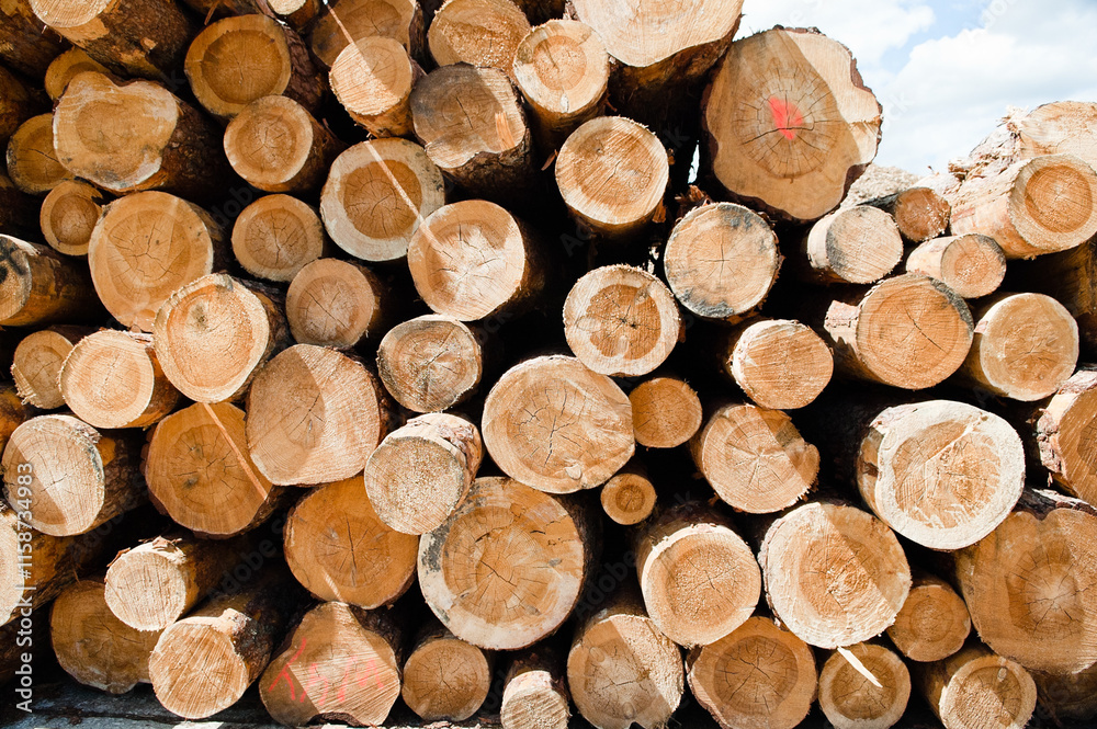Fototapeta premium The photo shows round logs stacked in piles