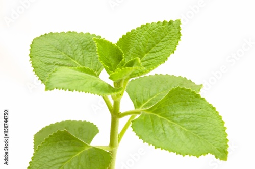 Pattern of fresh green leaves of Indian borage , Rustic borage (Botanical name - Plectranthus amboinicus) isolated on white Background