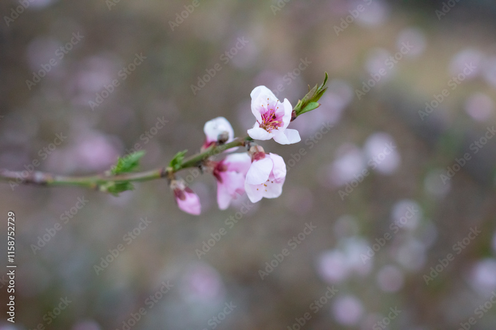 Blossoms in spring with blurry background. Blossoms in spring with blurry background.