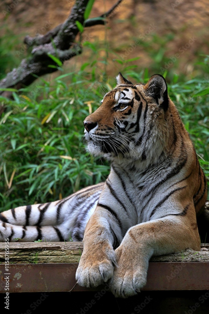 Obraz premium 遠くを見つめるアムールトラの横顔