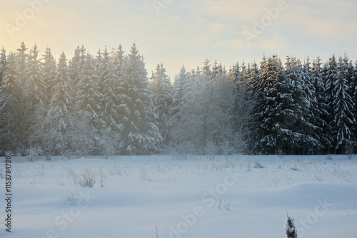 Experience a Winter Wonderland with stunning, snowcovered trees in all their glory photo