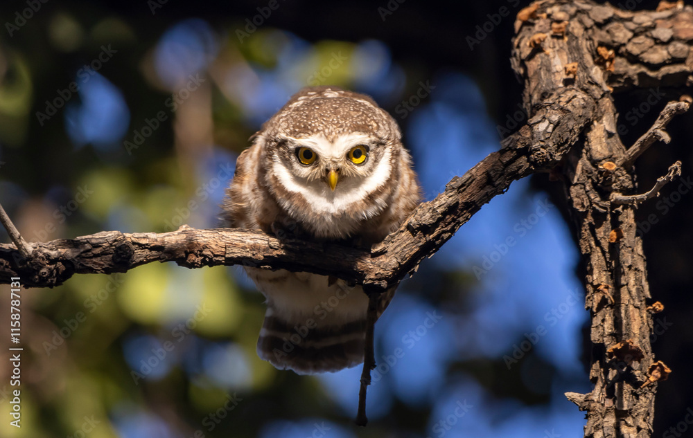 Spotted owlet