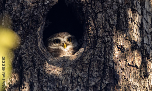Konstfotografi Spotted owlet