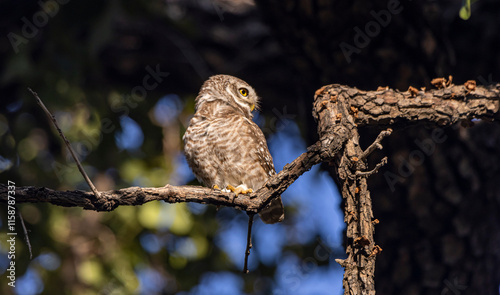 Spotted owlet
