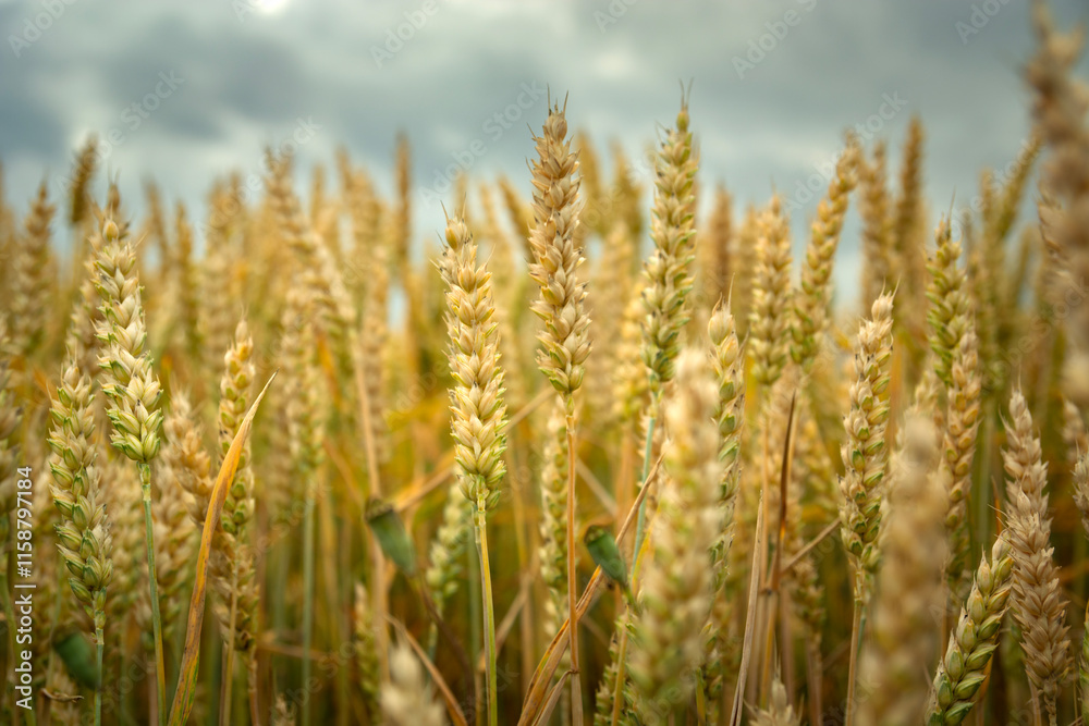Close-up of wheat ears on a cloudy day Close-up of wheat ears on a cloudy day