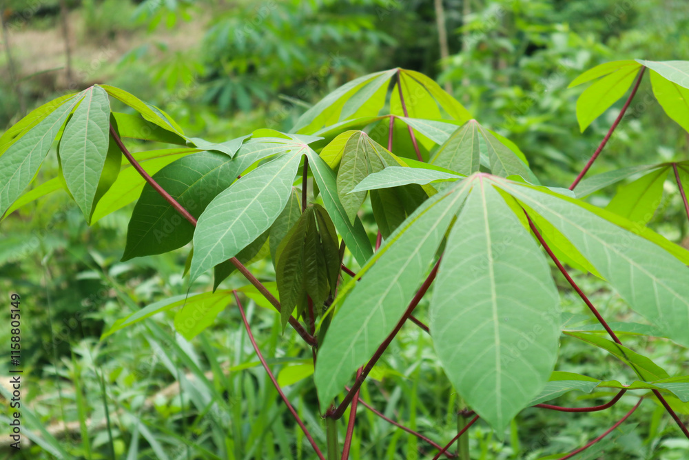 Obraz premium cassava plants in the garden photo taken in the afternoon