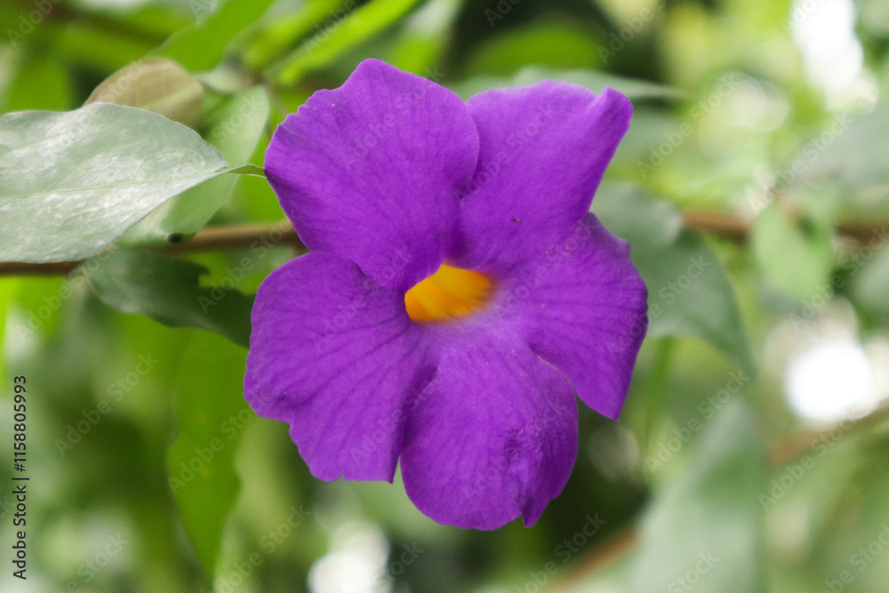 closeup photo of a beautiful purple flower closeup photo of a beautiful purple flower