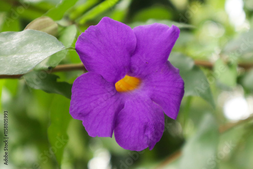 closeup photo of a beautiful purple flower