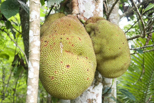 closeup photos of jackfruit on the tree from plantations in Indonesia
