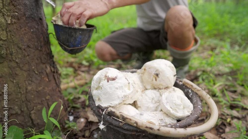 A tapper harvesting white cup lumps on rubber plantation, coagulated latex, farm worker photo