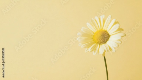 A delicate yellow daisy on a pale yellow background, close-up shot, Minimalist style