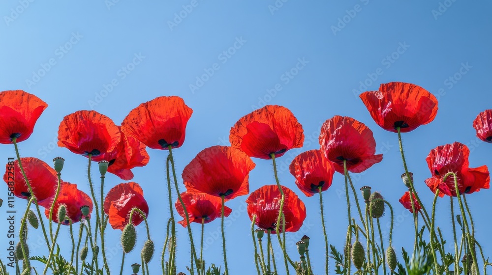 Fototapeta premium A dynamic display of red poppies against a clear blue sky, angled shot, Dramatic style