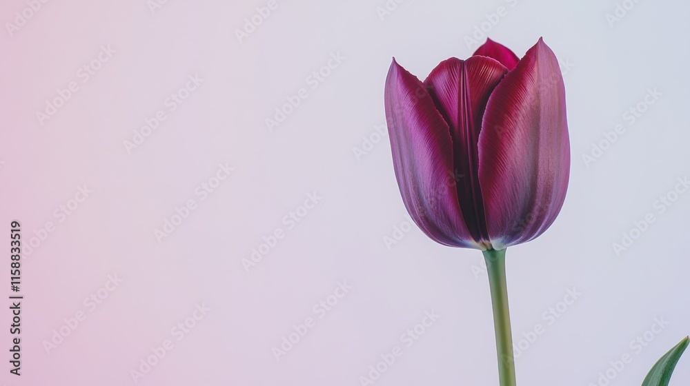 A lone rich burgundy tulip isolated against a light lavender background, close-up shot, Minimalist style A lone rich burgundy tulip isolated against a light lavender background, close-up shot, Minimalist style