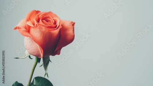 A lone rich coral rose isolated against a light grey background, close-up shot, Minimalist style