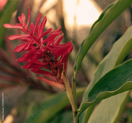 Red Tropical Bloom
